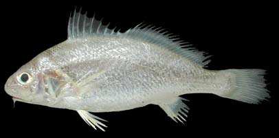 ปลาจวดหน้าสั้น
Dendrophysa russelli
(Cuvier, 1829)
Goatee Croaker 