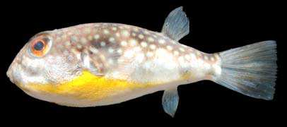 
Chelonodon patoca
(Hamilton, 1822)
Milkspotted Puffer  
