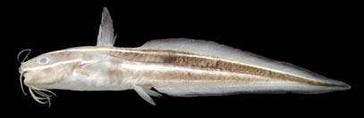 ปลาดุกลาย
Plotosus lineatus
(Thunberg, 1787)
Striped Eel Catfish 