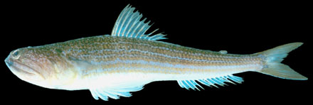 ปลาเหลน
Trachinocephalus myops (Forster, 1801)
Bluntnose lizardfish