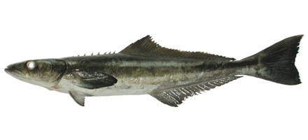 ปลาช่อนทะเล
Rachycentron canadum (Linnaeus, 1766)
Cobia