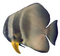 กปลาหูช้าง
platax teira
teira batfish