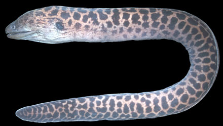 ไอเงี้ยว
Gymnothorax melanospilos (Bleeker, 1855)
Giant moray
