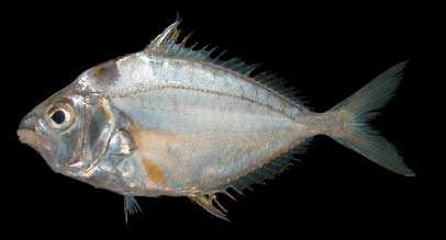 ปลาแป้น
Nuchequula gerreoides
(Bleeker, 1851)
Yellowfinned Ponyfish 