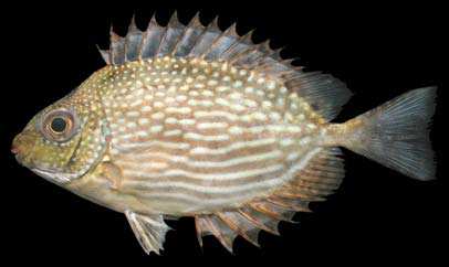 ปลาขี้ตัง
Siganus javus
(Linnaeus, 1766)
Streaked Spinefoot 