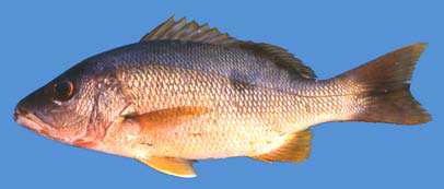 ปลาข้างปาน

Lutjanus monostigma
(Cuvier, 1828)
Onespot Snapper  
