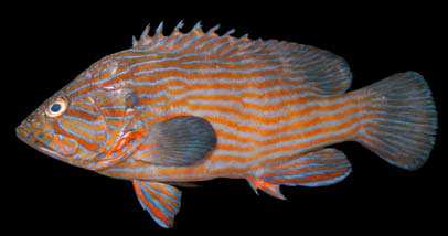 Cephalopholis formosa
(Shaw and Nodder, 1812)
Bluelined Grouper 