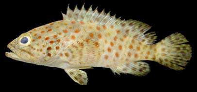 ปลาเก๋าดอกส้ม
Epinephelus coioides
(Hamilton, 1822)
Orange-spotted Grouper 