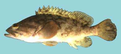 Epinephelus erythrurus
(Valenciennes, 1828)
Cloudy Grouper 