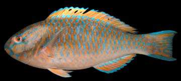 ปลานกแก้ว
Scarus ghobban
Forsskål, 1775
Yellowscale Parrotfish 
