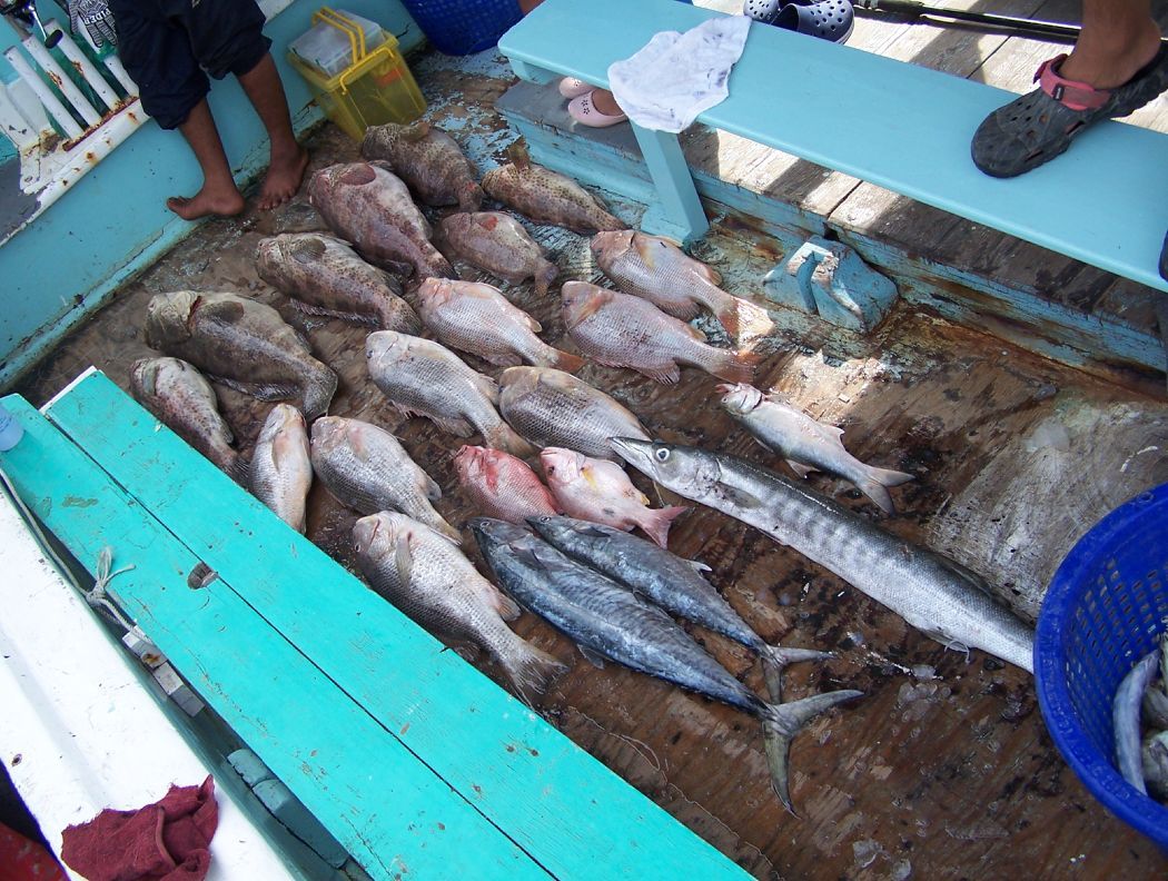 ปลารวมๆเหลือจากทำกินของเรือไต๋หนึ่งครับ