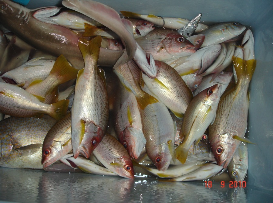 ตกกันตั้งแต่เย็นถึงเที่ยงคืนได้ปลาแดง หางเหลือง ข้างปาน  พอหัวน้ำก็ขยับมาอีกหมาย ปลาใหญ่แถวนี้มักกิน