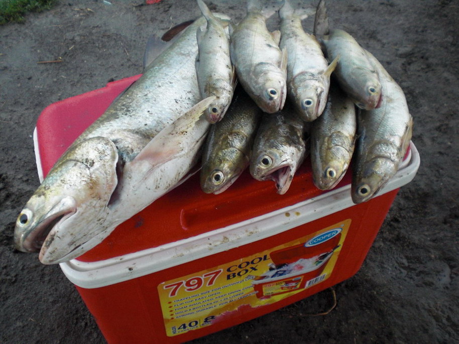 นี่ครับ  ปลารวมวันนี้  จากการตกปลาของเพื่อนๆ สามคน  ได้มา 9 หน่วย  :laughing: :laughing: :laughing: