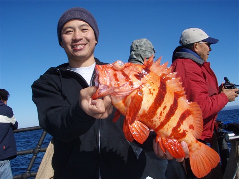 Tiger rock fish..............very very rare
Captain Al told me many people have been looking this f