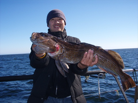 Another Ling Cod which were bigger than the first one. For Ling cod, the minimum size is 2 feet long