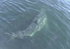 Here is Great White which often find around Farallon Islands.

 :blush: :blush: :blush: :blush: :b