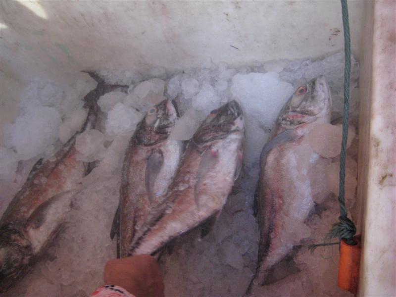 เมนูที่บ้านและข้างๆบ้าน ชอบทานที่สุดคือ ข้าวต้มปลาทะเลน้ำลึก เสต็กปลา เมี่ยงปลา