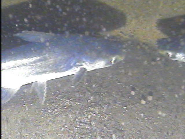 กล้องใต้น้ำ  ภาค 1