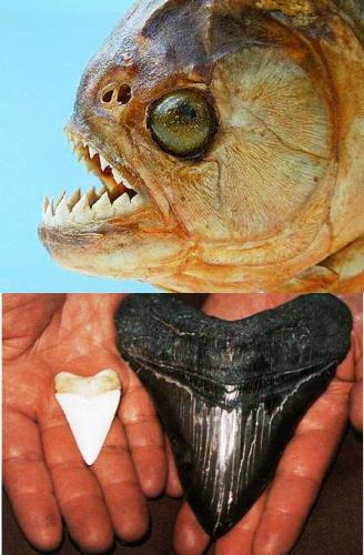 ข้อมูลตามข่าวไม่ถูกต้องซะทีเดียว เรื่องฟันของไทเกอร์ฟิชเพราะฟันของปลาชนิดนี้มีลักษณะแหลม แต่ไม่คม ไม