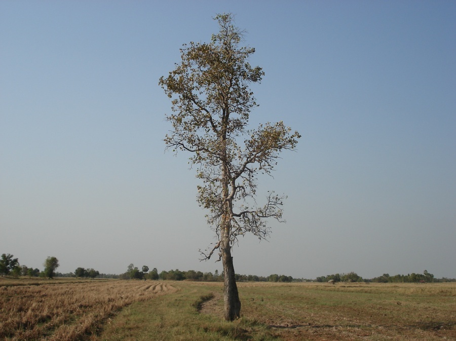 ฮอดแว้ว ฮอดแว่ว  จำต้นไม้นี้ได้ (อายุราวๆ200ปีได้) เพราะยายเล่าว่าเกิดมาก็เห็นต้นมันขนาดเท่านี้ ยายก