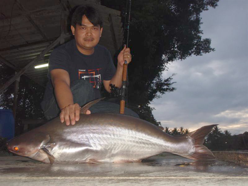 ส่วนท่านประธานของเราได้น้องหวายมาตัวเดียวเอง..แถมรอจนถึงเช้าอีก...

เป็นประธานแก๊งค์เด็กวัดทั้งทีย