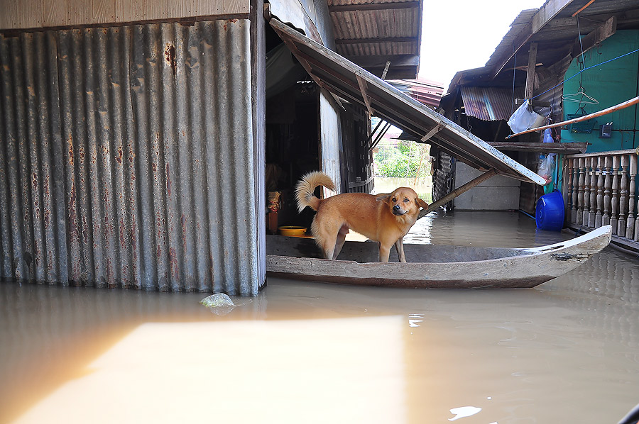 อะจี๊ย..........ไม่ต้องพายออกมากัดเลยน่ะ ยืนเห่าในเรือแค่นั้นพอ :grin: :grin: :grin: