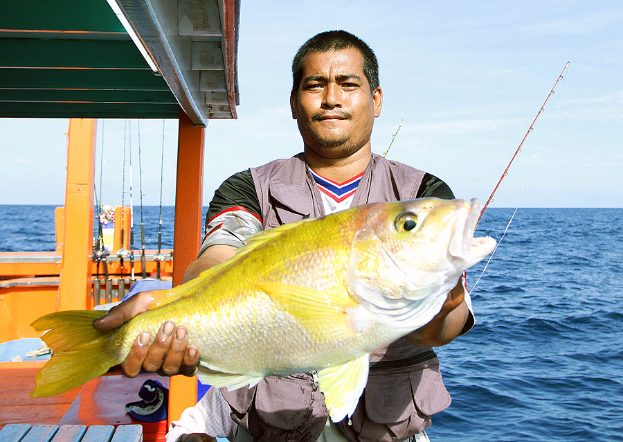 ปลาเหลืองอำพัน ขนาดกำลังกิน ถูกดึงขึ้นมาแบบไม่ยากเย็น 
ปลาเหลืองอำพัน นั้นเนื้อดีกว่าปลาสีทองเยอะ เ