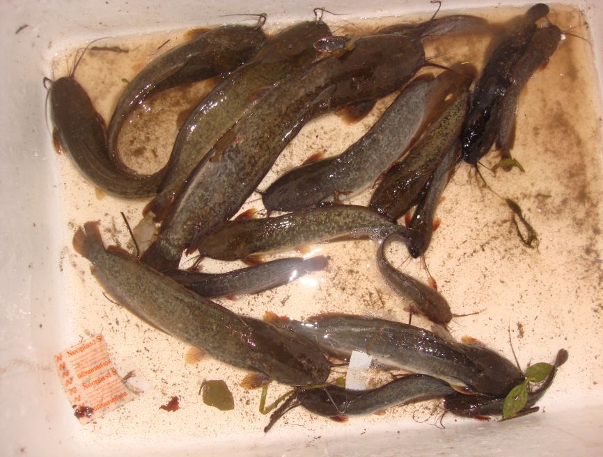  [q]2ชั่วโมงกับปลาของเพื่อนวัชยามราตรีครับวันนี้ปลาเริ่มกินห่างตัวน้ำลงมากปลาจึงกระจายไปทั่วนา
   ผ