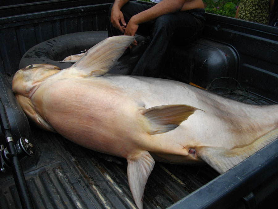 ขอเป็นภาพสุดท้าย เพราะต้องรีบนำปลาไปบ่อบึงปลาบึกครับ และชวนสมาชิกทุกท่านที่อยากเหนื่อย ไปทดสอบที่บึง