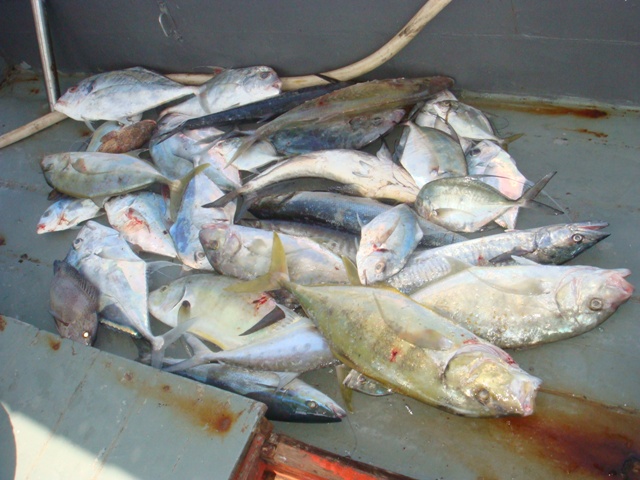 ปลารวมไม่ได้เรียง ปลาบางส่วนพ่อครัว พี่เต่า จัดให้อย่างสุดยอด  ขอบคุณไต๋เพชร แห่งอ่าวสลักเพชร เกาะช้