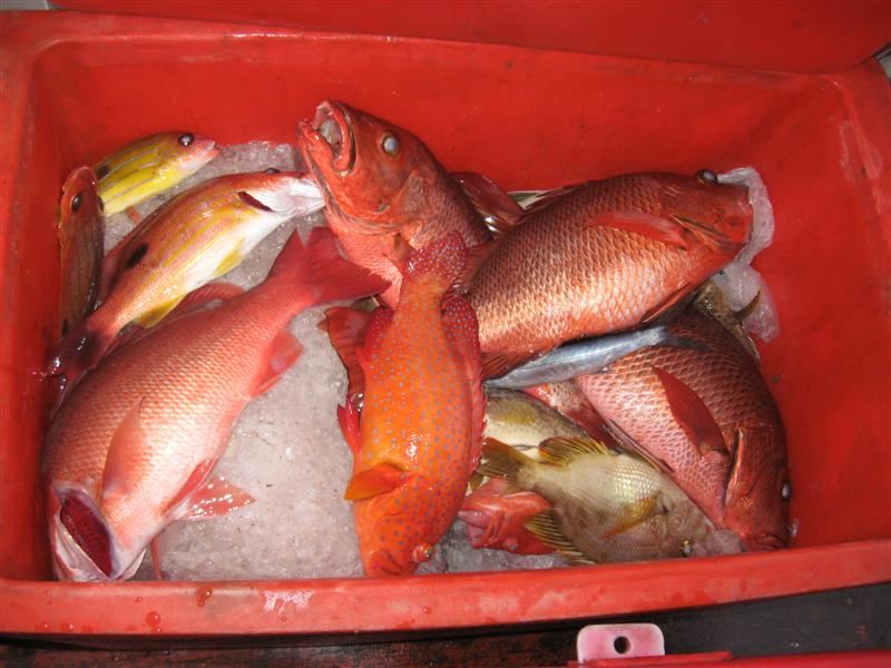 ปลามีราคาทั้งนั้นเลย      ตัวแดงๆ  สวยๆ   วันแรก ลัง 200 ลิตร เกือบเต็ม      


เริ่มต้นได้ดีทีเด