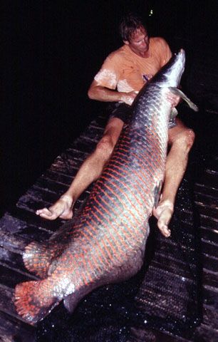 อันดับที่ 7 ปลาอราไพมา หรือ ปลาช่อนอเมซอน


ชื่อวิทยาศาสตร์ Arapaima gigas ถิ่นอาศัย ลุ่มแม่น้ำอเ