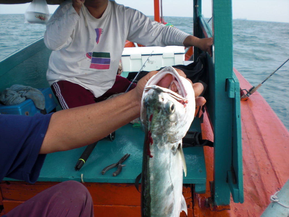 จัดแจง "ถอนฟัน"  เอ้ยยย  "แกะเบ็ดออกแล้ว"  ก็จัดภาพปลาตัวแรกของทริปกันอีกสักภาพครับ  :cool: :coo