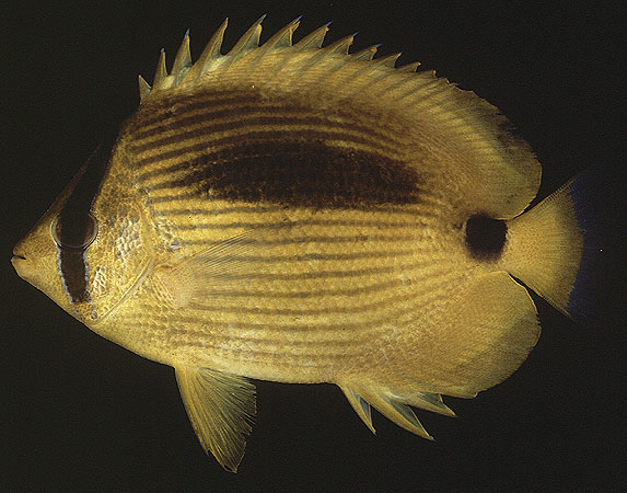 ปลาผีเสื้ออันดามัน
Chaetodon andamanensis
Kuiter and Debelius, 1999
Andaman Butterflyfish