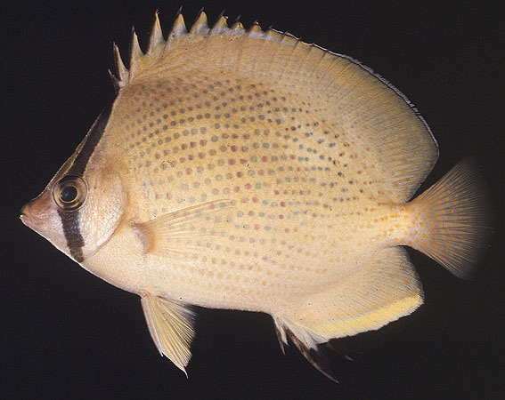 ปลาผีเสื้อสีนวล
Chaetodon citrinellus   Cuvier, 1831  
Speckled butterflyfish 
