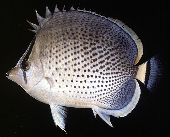 ปลาผีเสื้อลายจุด
Chaetodon guttatissimus
Bennett, 1832
Spotted Butterflyfish 