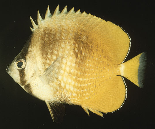 ปลาผีเสื้อไคลน์
Chaetodon kleinii
Bloch, 1790
Klein's Butterflyfish 