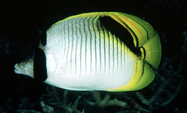 ปลาผีเสื้อคิ้วดำ
Chaetodon oxycephalus   Bleeker, 1853  
Spot-nape butterflyfish  
