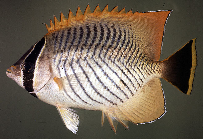 ปลาผีเสื้อก้างปลา
Chaetodon trifascialis   Quoy & Gaimard, 1825  
Chevron butterflyfish  
