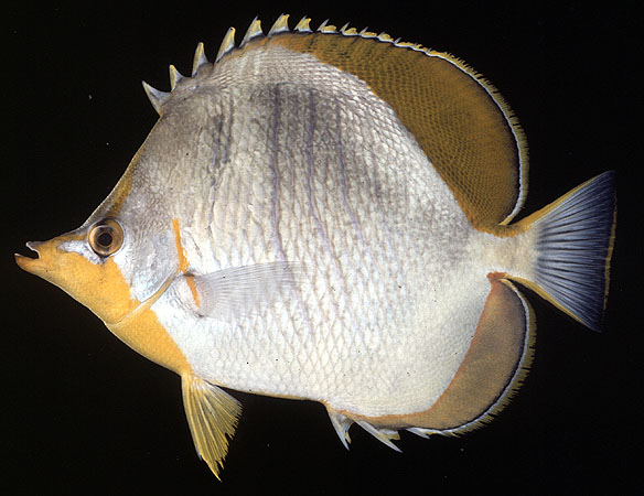 ปลาผีเสื้อหัวเหลือง
Chaetodon xanthocephalus   Bennett, 1833  
Yellowhead butterflyfish  
