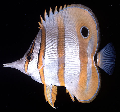 ปลาผีเสื้อปากยาว
Chelmon rostratus   (Linnaeus, 1758)  
Copperband butterflyfish 
