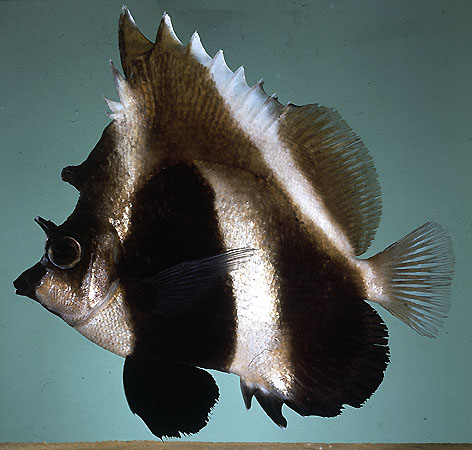 ปลาโนรีเขา
Heniochus pleurotaenia   Ahl, 1923  
Phantom bannerfish  
