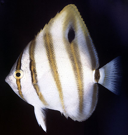 ปลาผีเสื้อครีบจุกด
Parachaetodon ocellatus   (Cuvier, 1831)  
Sixspine butterflyfish  
