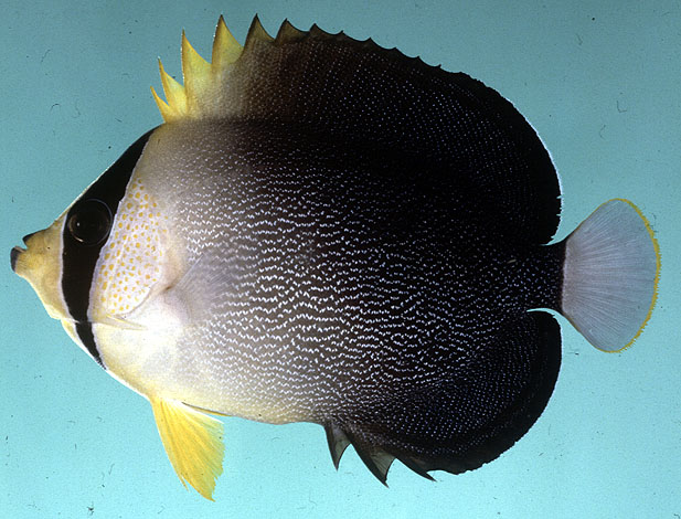 ปลาสินสมุทรแปลงหน้าดำ
Chaetodontoplus mesoleucus   (Bloch, 1787)  
Vermiculated angelfish  
