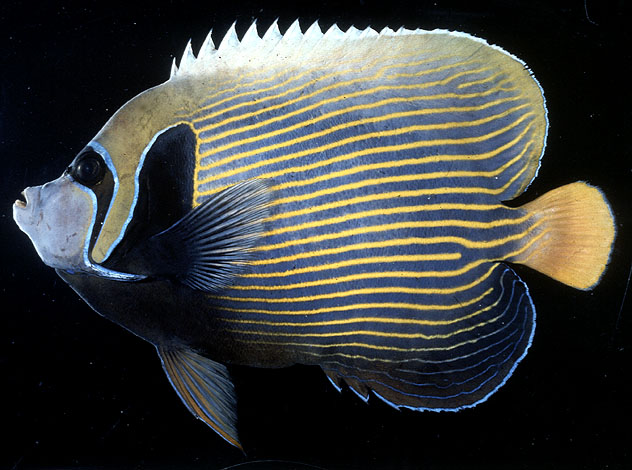 ปลาสินสมุทรจักรพรรดิ
Pomacanthus imperator   (Bloch, 1787)  
Emperor angelfish  
