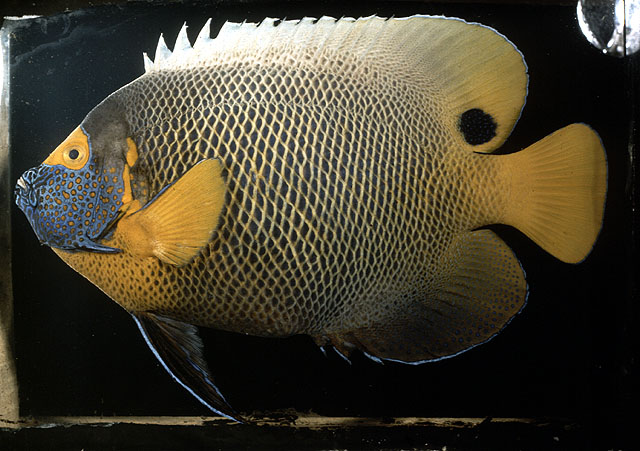 ปลาสินสมุทรแว่นเหลือง
Pomacanthus xanthometopon   (Bleeker, 1853)  
Yellowface angelfish  
