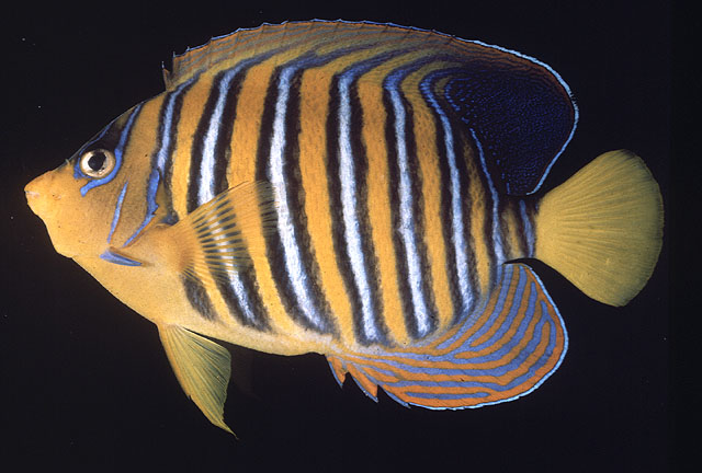 ปลาสินสมุทรลาย
Pygoplites diacanthus   (Boddaert, 1772)  
Regal angelfish  
ในทะเลอันดามัน ลักษณะ