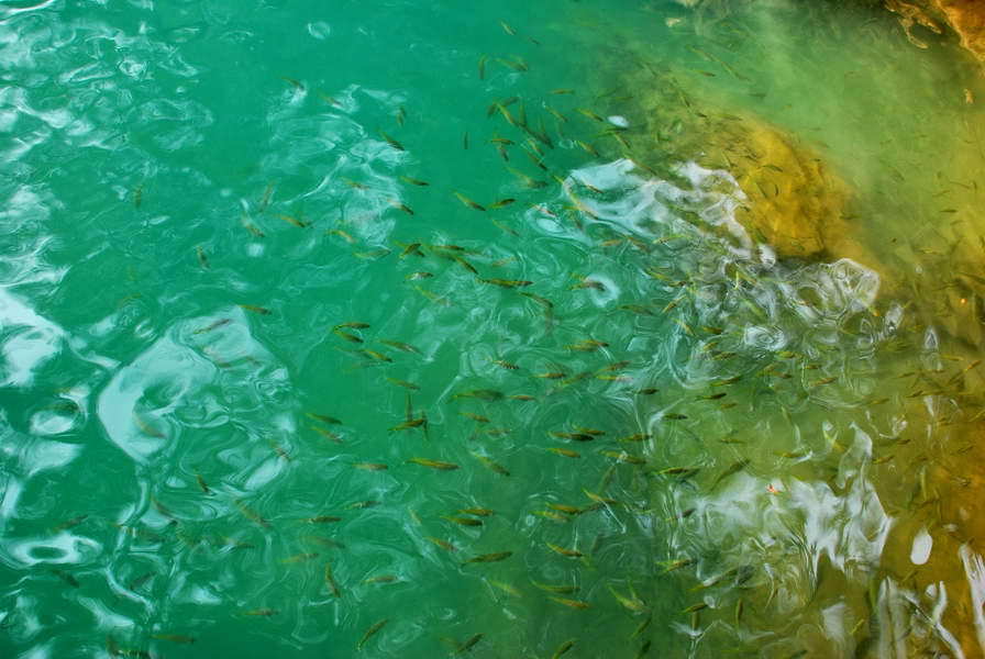 ฝูงปลาที่อยู่ในน้ำตรงแอ่งนั้นครับ....เป็นพวกปลากินพืช...ลงน้ำไปมันมา.....ตอดดดดดดดดขาเลยครับ...สงสัย