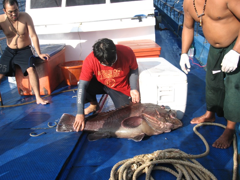 ตัวนี้ขึ้นที่ท้ายเรือโดยน้าฤทธิ์ครับ ผมไดแต่ถ่ายตอนปลายืม :cheer: :cheer: