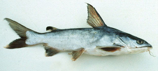 ปลากดหัวโม่ง
ขนาด 30 cm
Arius maculatus   (Thunberg, 1792)  
Spotted catfish  
พบชุกชุมในทะเลสาบ
